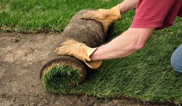 installing turfgrass sod