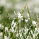 Prepare Your Lawn For Winter - grass covered in light snow