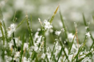 Prepare Your Lawn For Winter - grass covered in light snow