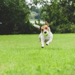 Tips for Maintaining Your Lawn in the Summer- happy dog running on grass