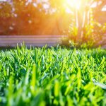Prepare Your Lawn For Spring- healthy green grass