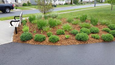 mulch bed