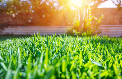 turf grass backyard