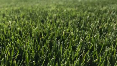 a field of grass