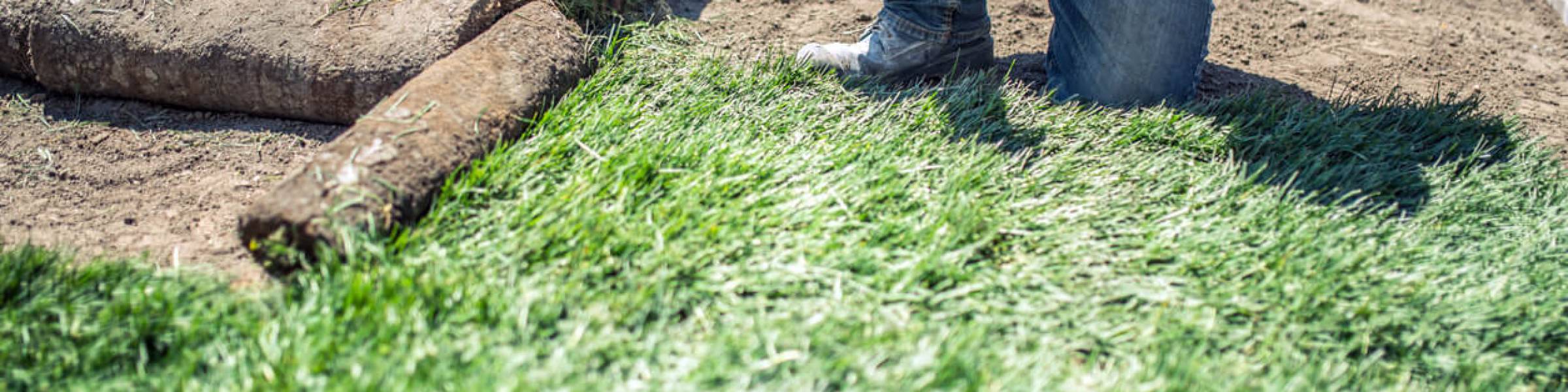 Benefits of Planting Kentucky Bluegrass Nursery Sod Growers Assoc. ON